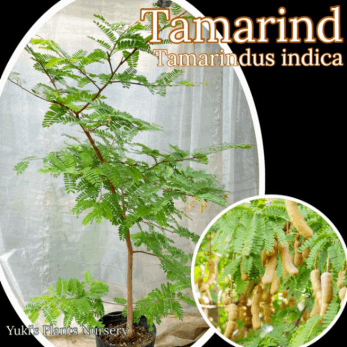 タマリンド 大苗/Coffea arabica/大型商品