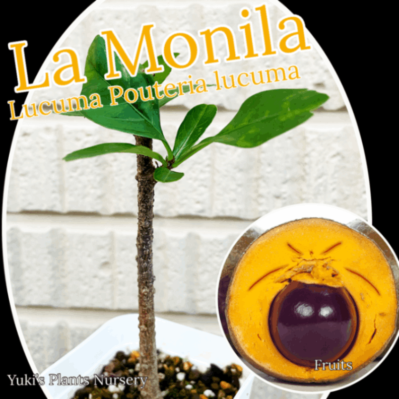 スーパーフード・ルクマ（ Lcuma ）接木苗 最後1鉢