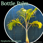 ȥå䥷 [ܥȥѡ]Hyophorbe lagenicaulis