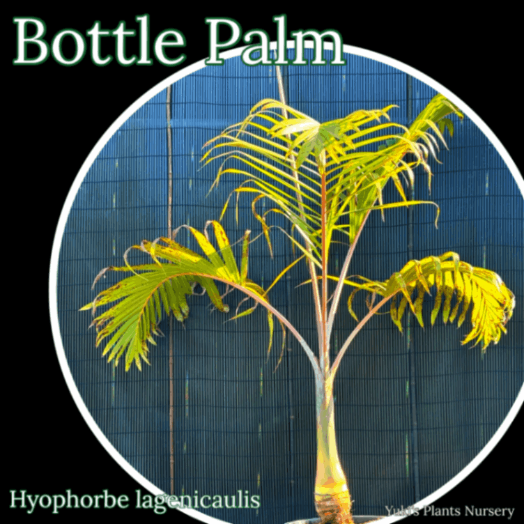 トックリヤシ 大苗[ボトルパーム]Hyophorbe lagenicaulis
