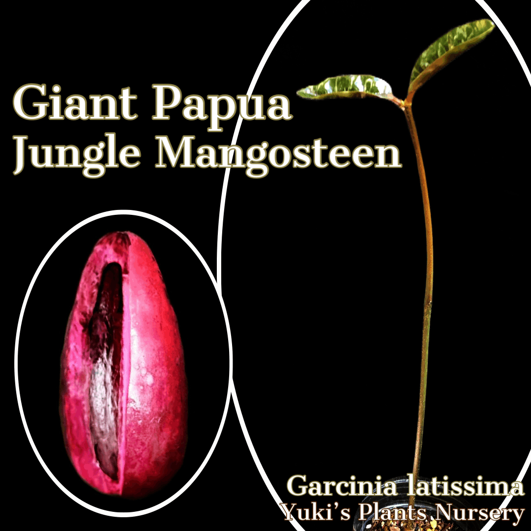 ジャイントパプア・ジャングルマンゴスチン 苗[希少マンゴスチン]Garcinia latissima