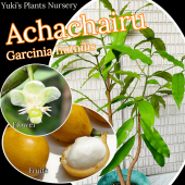 ��������㥤��(�ܥ�ӥ��ޥ󥴥�����) ����(���ַи�Ʊ����)[Ǯ�Ӳ̼�]Garcinia humilis