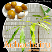 ��������㥤��(�ܥ�ӥ��ޥ󥴥�����) ����(���ַи�Ʊ����)[Ǯ�Ӳ̼�]Garcinia humilis