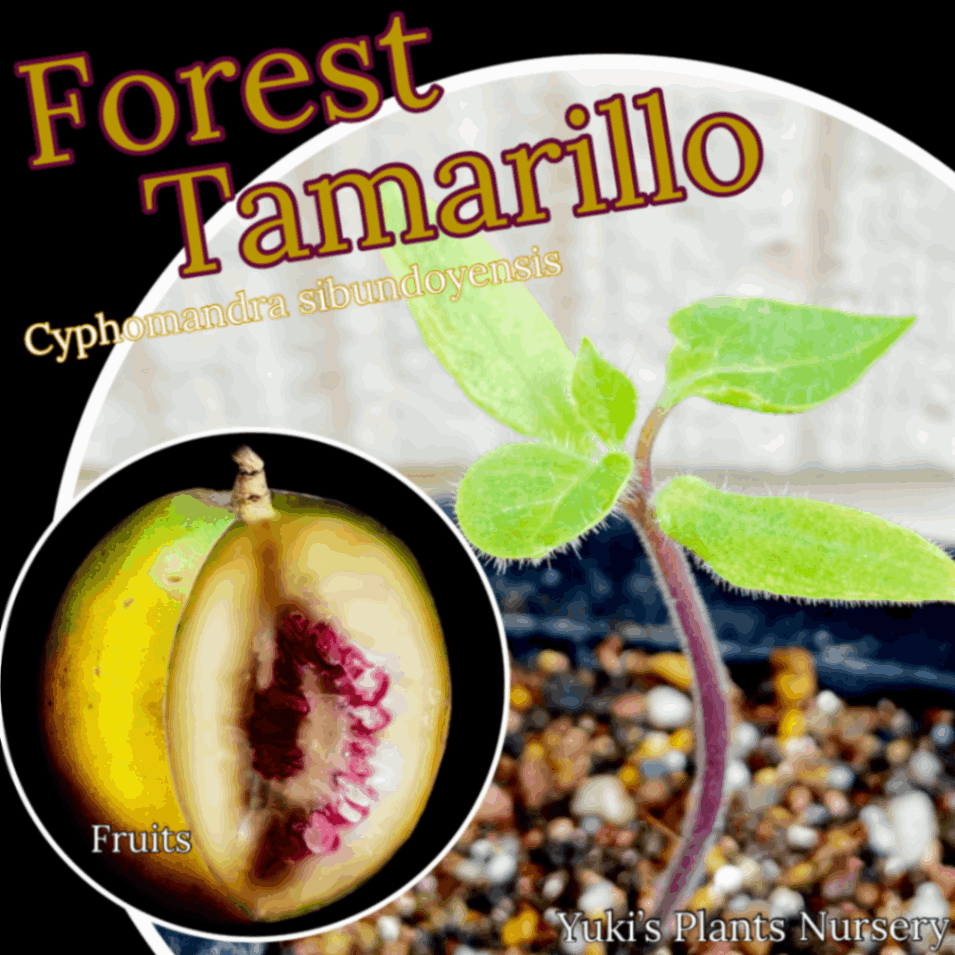 フォレストタマリロ 苗[熱帯果樹]Cyphomandra sibundoyens