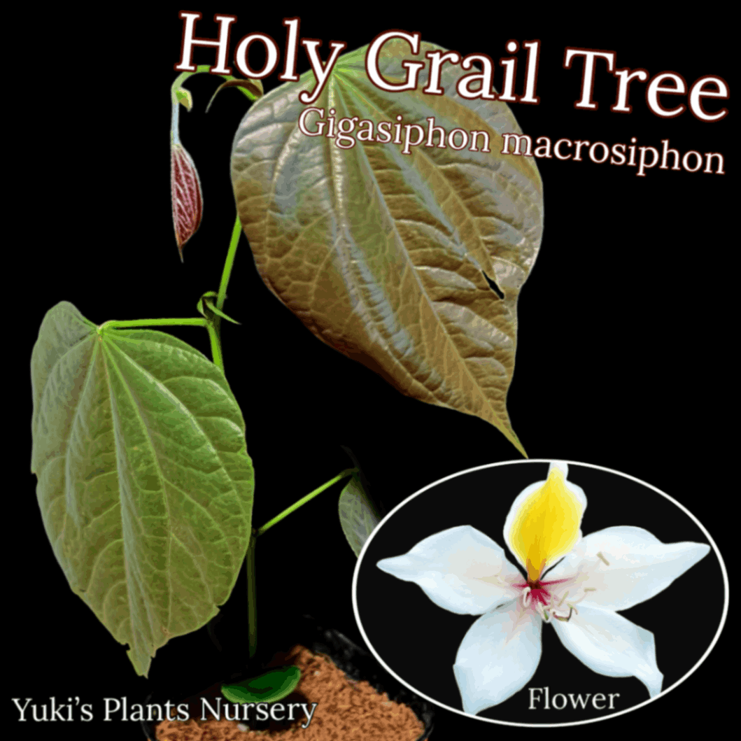 ホーリーグレイル・ツリー 苗[聖杯の木]Gigasiphon macrosiphon
