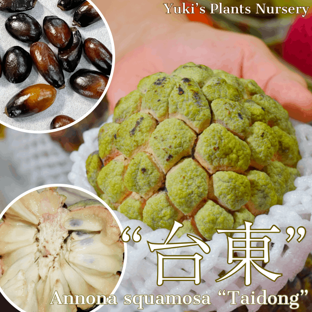 ジャイアント・シュガーアップル 種子[品種:台東]台湾釈迦頭 Annona squamosa “Taidong”