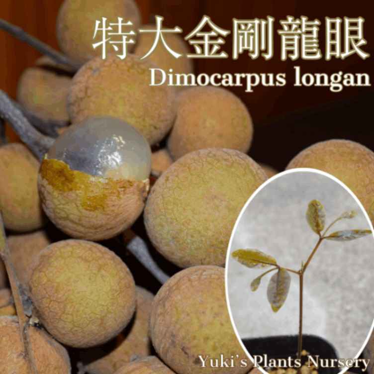 奦 [ʼ:]Dimocarpus longan