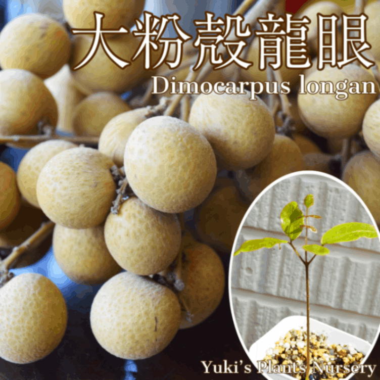 ➆龍眼 タイウエン 大玉 耐寒性 楽天市場】【送料無料】ロンガン