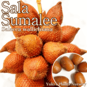 ヤシ苗種子の販売・通販ならユーキーズ