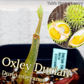 アジアン植物