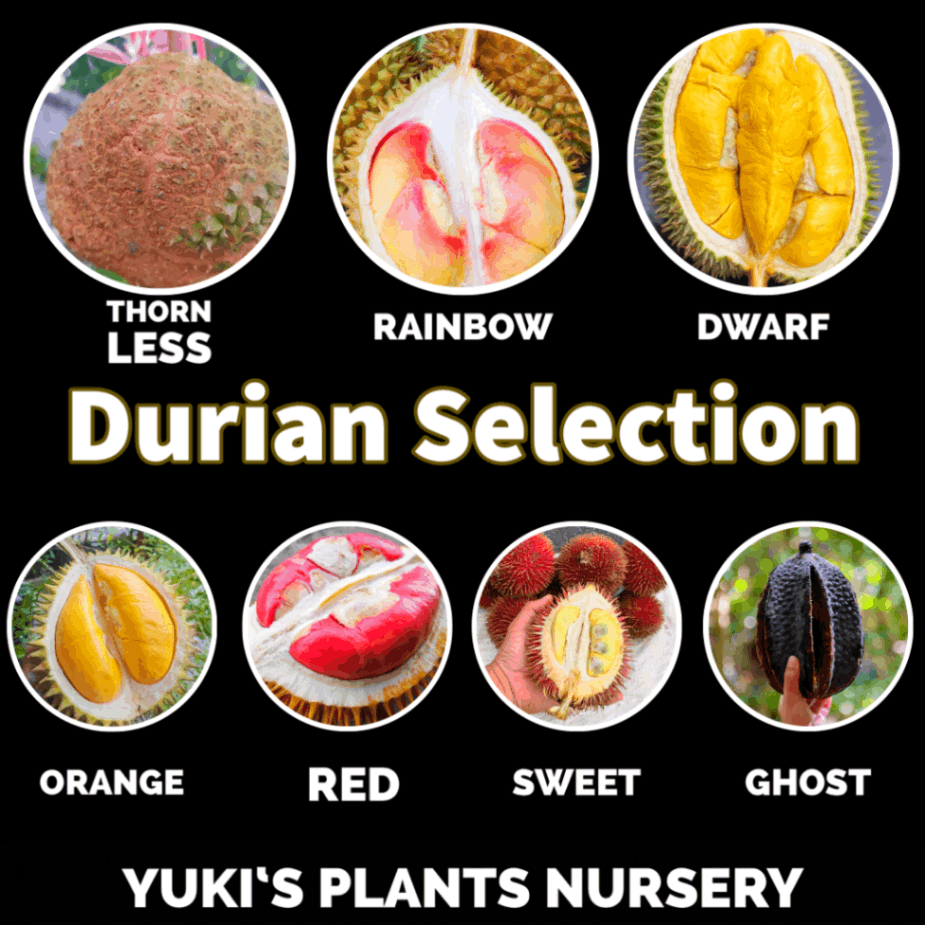 ドリアン激レア品種 Durio Testudinarius 苗 ドリアン激レア品種 Durio Testudinarius 苗