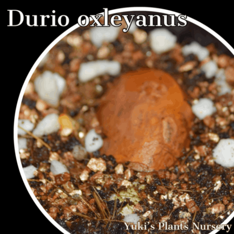 オクスレイ・ドリアン 苗[ワイルド・ドリアン] Durio oxleyanus