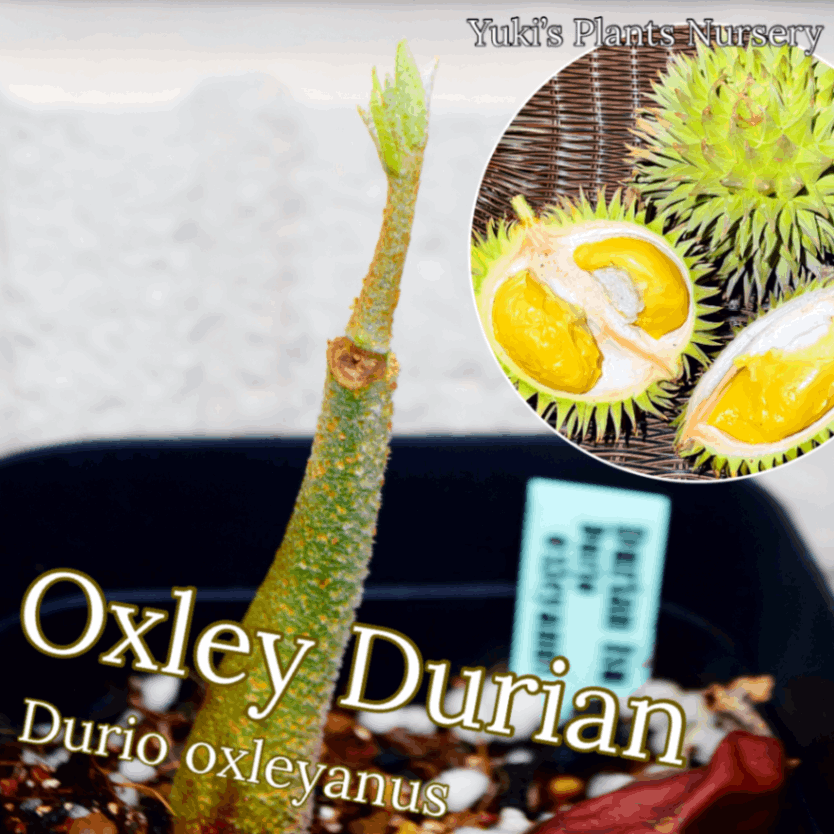 ドリアン激レア品種 Durio Testudinarius 苗 ドリアン激レア品種 Durio Testudinarius 苗 - メルカリ