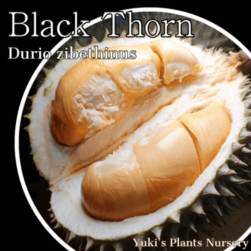 【 Allen & Darwin 】【白蝶貝】ビクトリアン デザート 4本 Allen & Darwin 】【白蝶貝】ビクトリアン デザート 4本 Darwin