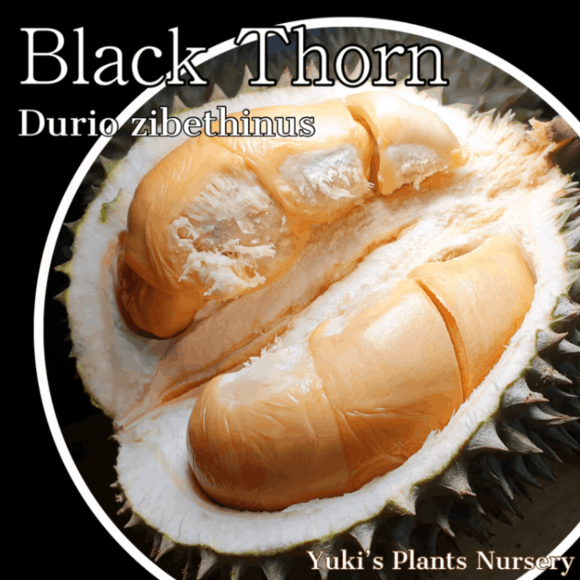 ドリアン 発根種子[品種:ブラック・ソーン]Durio zibethinus 'Black