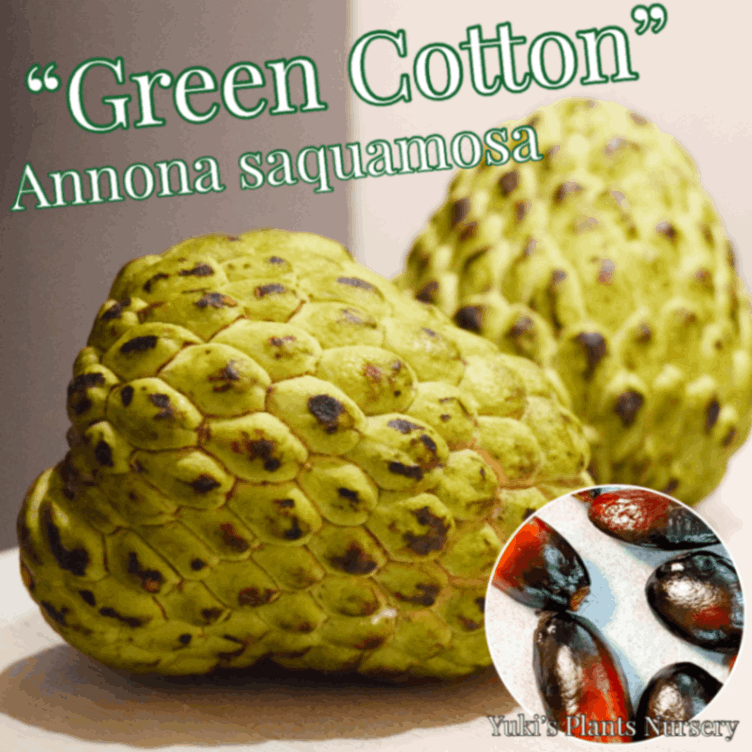 ジャイアント・シュガーアップル 種子[品種:グリーンコットン]Annona squamosa “Green Cotton”