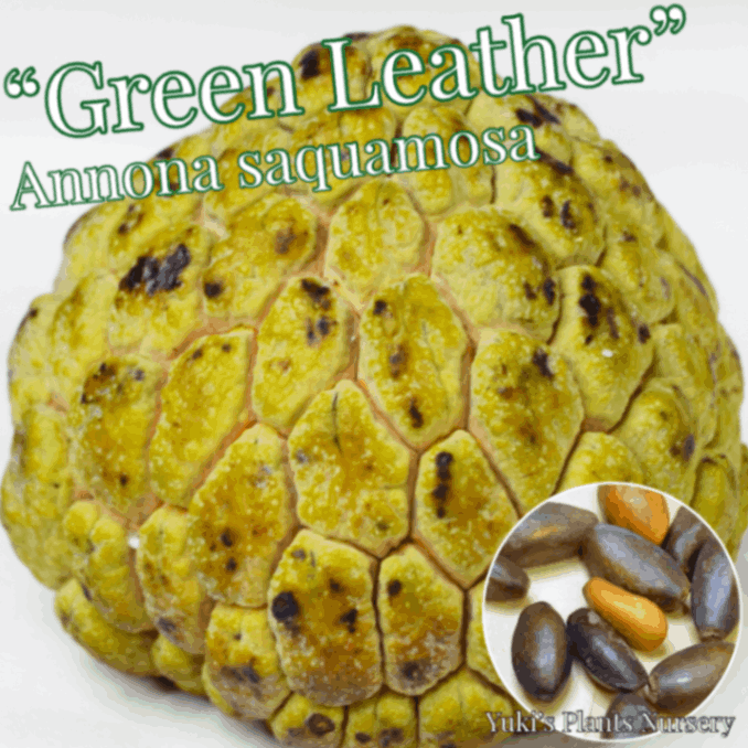 ジャイアント・シュガーアップル 種子[品種:グリーンレザー]Annona squamosa “Green Leather”
