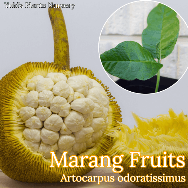 マラン苗 Marang, Artocarpus odoratissimus マラン苗 Marang, Artocarpus odoratissimus