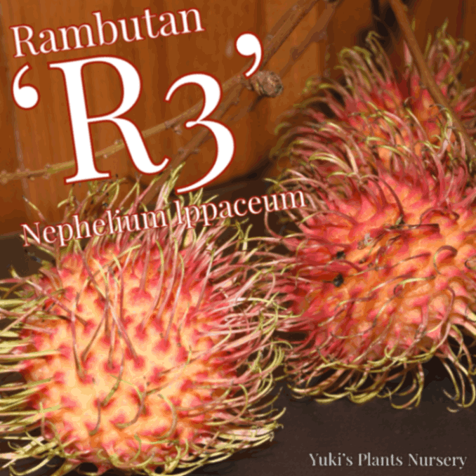 ランブータン 苗[品種:R3]Nephelium lappaceum `R3`