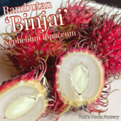 ���֡����� ���[�ʼ�:�ӥ󥸥㥤]Nephelium lappaceum `Binjai`/ͽ����:������λ����ȯ��