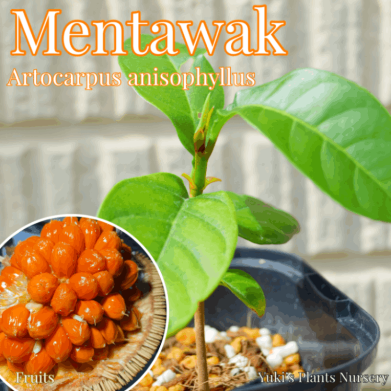 ��󥿥�å� ��[Ǯ�Ӳ̼�]����ȥ���ץ������˥��ե��륹 Artocarpus anisophyllus