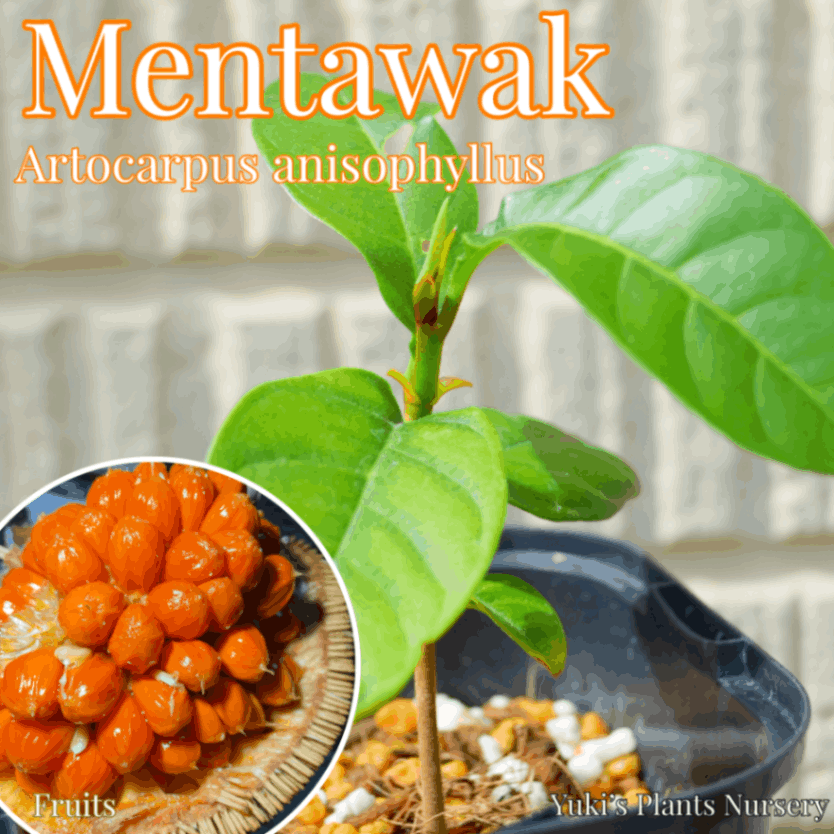 エンタワック 苗[熱帯果樹]アルトカルプス・アニソフィルス Artocarpus anisophyllus