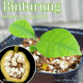 �ɥ�եޥ��(�ӥ�ȥ����) ��[Ǯ�Ӳ̼�]Artocarpus mutabilis