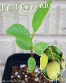 ���ޥ�ɡ��ӥå�  ��[Ǯ�Ӳ̼�]Artocarpus kemando