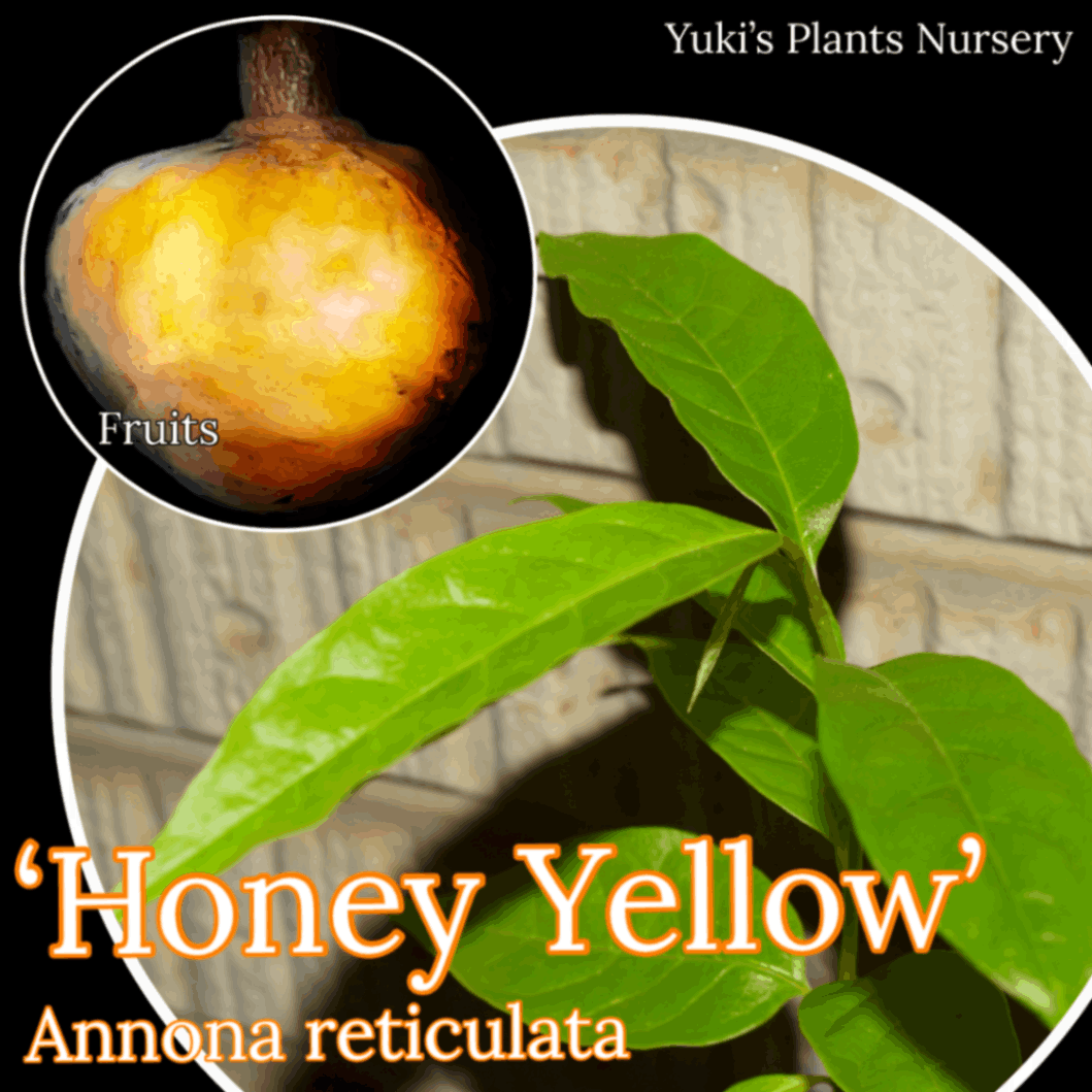 カスタードアップル 苗[品種:ハニーイエロー]Annona reticulata ‘Honey Yellow’