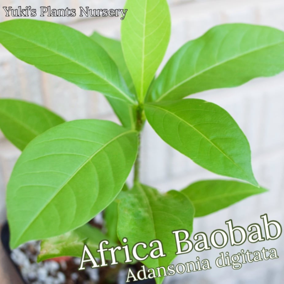 バオバブの木苗種子販売 Baobabカタログ