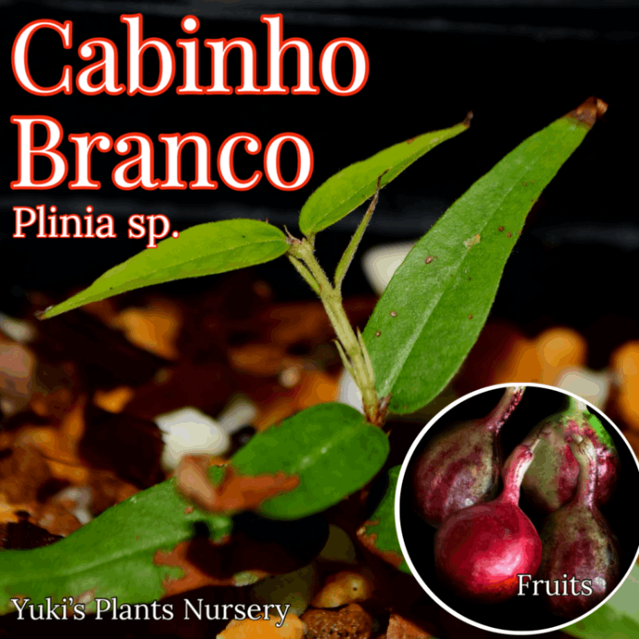ジャボチカバ カビノ・ブランコ 苗[熱帯果樹]Plinia sp. “Cabinho Branco”