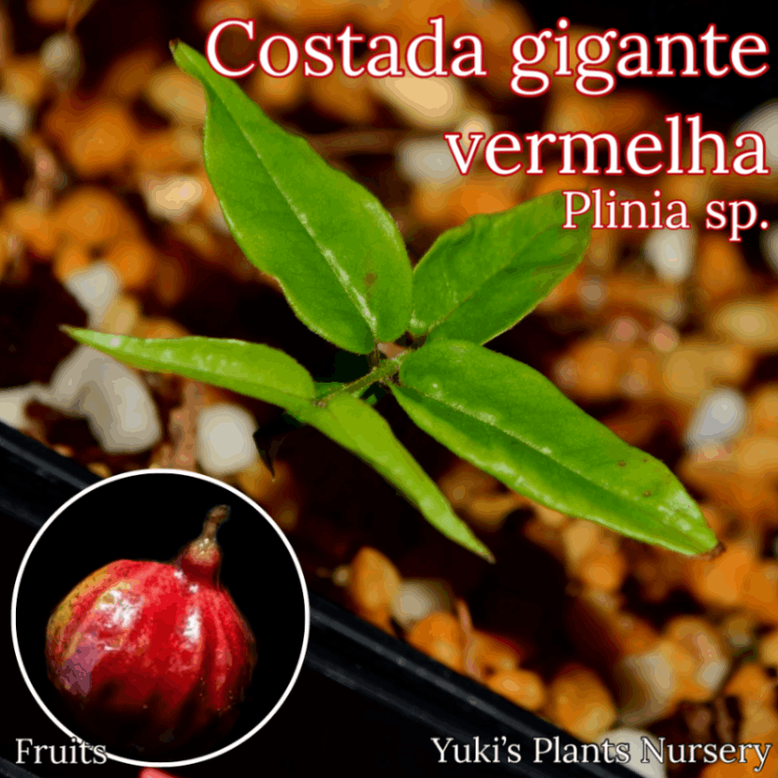 ジャボチカバ コスターダ・ギガンテ・ベルメラ 苗[熱帯果樹]Plinia sp