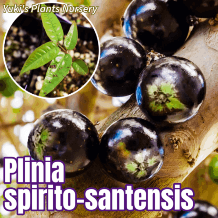 ܥ ڥǡ롼(ץ˥ԥȥƥ󥷥) [ǮӲ̼]Plinia spirito-santensis Jaboticaba Peluda de Cruz