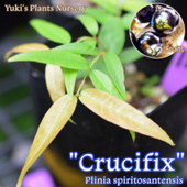 ܥ ڥǡ롼(ץ˥ԥȥƥ󥷥) [ǮӲ̼]Plinia spirito-santensis Jaboticaba Peluda de Cruz