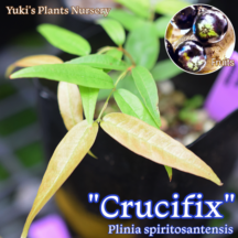 Plinks spirito-santensis,プリニア,ジャボチカバ