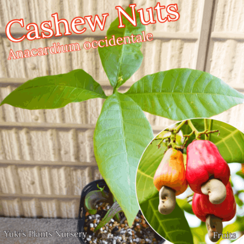 åɡ塼ʥå [ʥåĤ]Anacardium occidentale