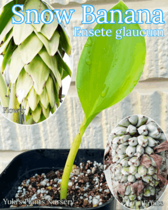 ���Ρ����Хʥ�(����ե���ȡ��Хʥ�) ��[���󥻥ơ��Хʥ�]Ensete glaucum