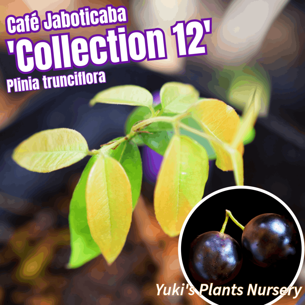 カフェジャボチカバ 苗[品種:コレクション12]Plinia trunciflora