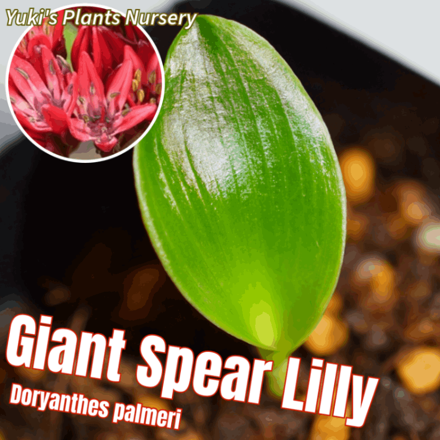 ジャイアント・スピアリリー 苗[オージープランツ]Doryanthes palmeri