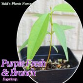ѡץ եå&֥ [ȥԥե롼]Eugenia sp. Purple Fresh & Branch