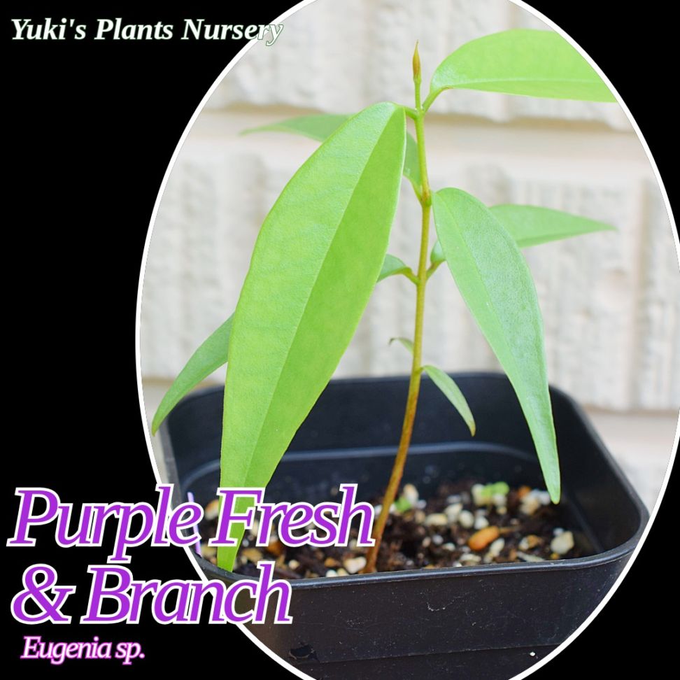 パープル フレッシュ&ブランチ 苗[新種トロピカルフルーツ]Eugenia sp. Purple Fresh & Branch