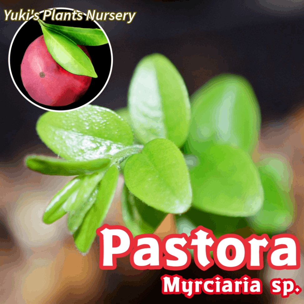 パストラ 苗[新種トロピカルフルーツ]Myrciaria sp. Pastora