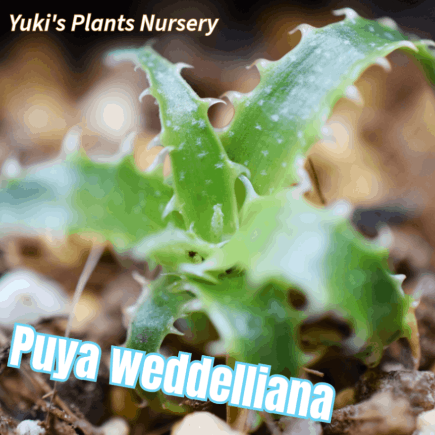 プヤ・ウェデリアナ 苗[トロピカルフラワー]Puya weddeliana