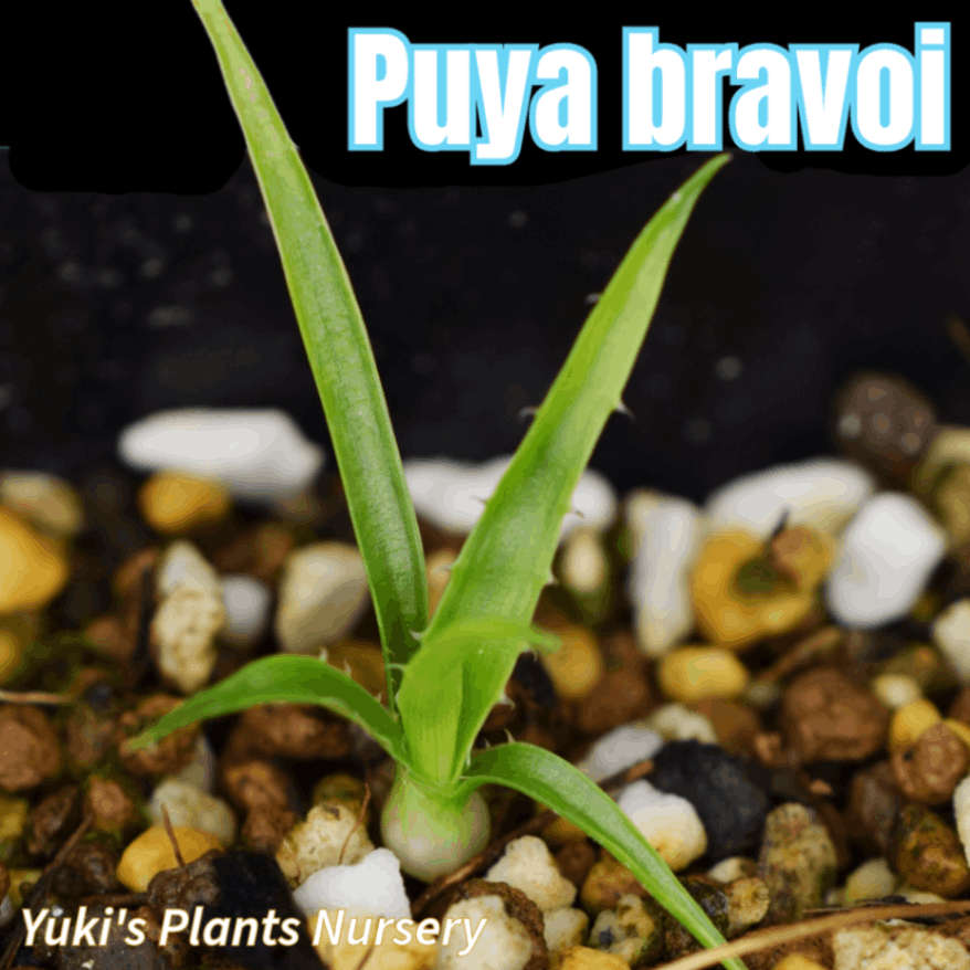 プヤ・ブラヴォイ 苗[トロピカルフラワー]Puya bravoi