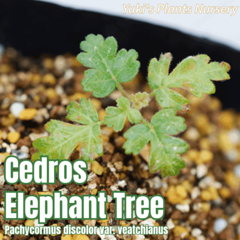セロドス・エレファントツリー 苗[コーデックス/象の木]Pachycormus discolor var. veatchianus