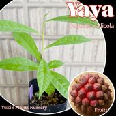 ɥƥꥳ [ȥԥե롼]Duguetia vallicola 