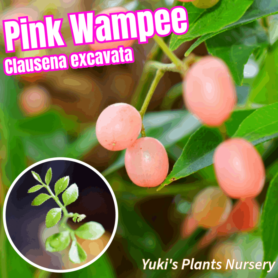 ピンクワンピ 苗[トロピカルフルーツ]Clausena excavata