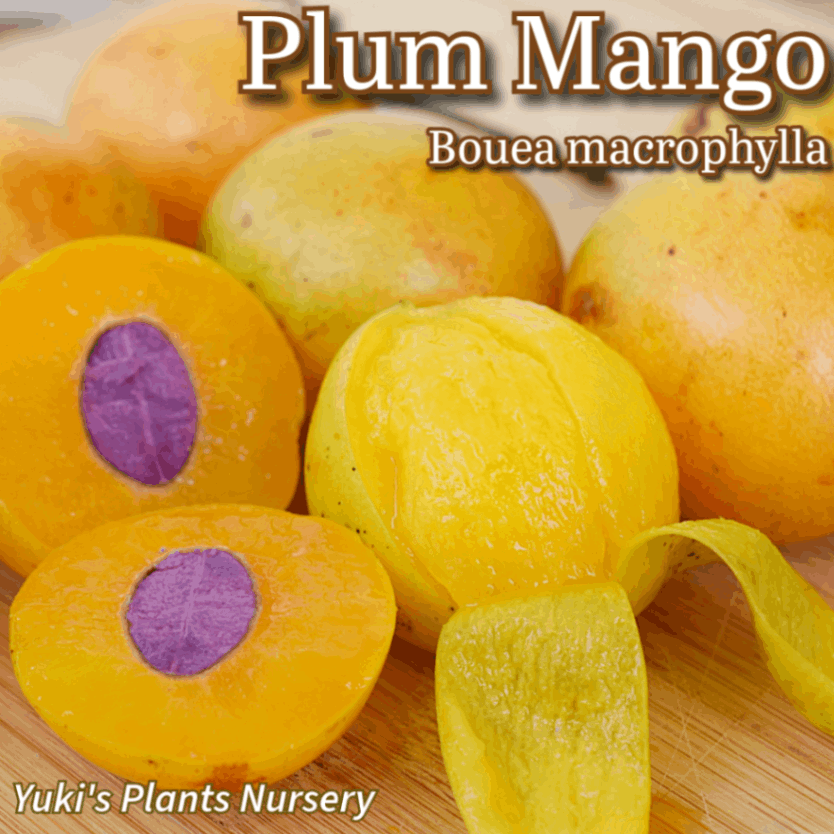 プラムマンゴー 種子[トロピカルフルーツ]ボウエア・マクロフィラ Bouea macrophylla