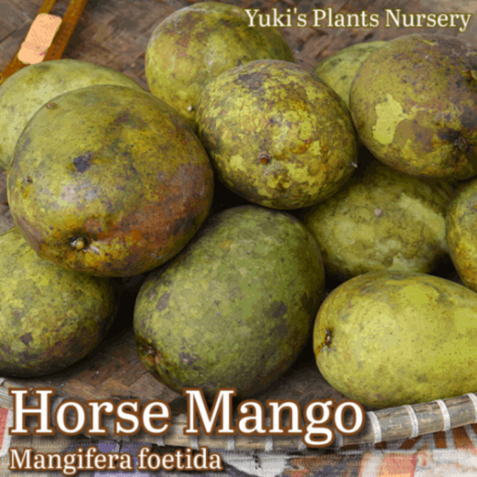 ホースマンゴー 苗[熱帯果樹]Mangifera foetida