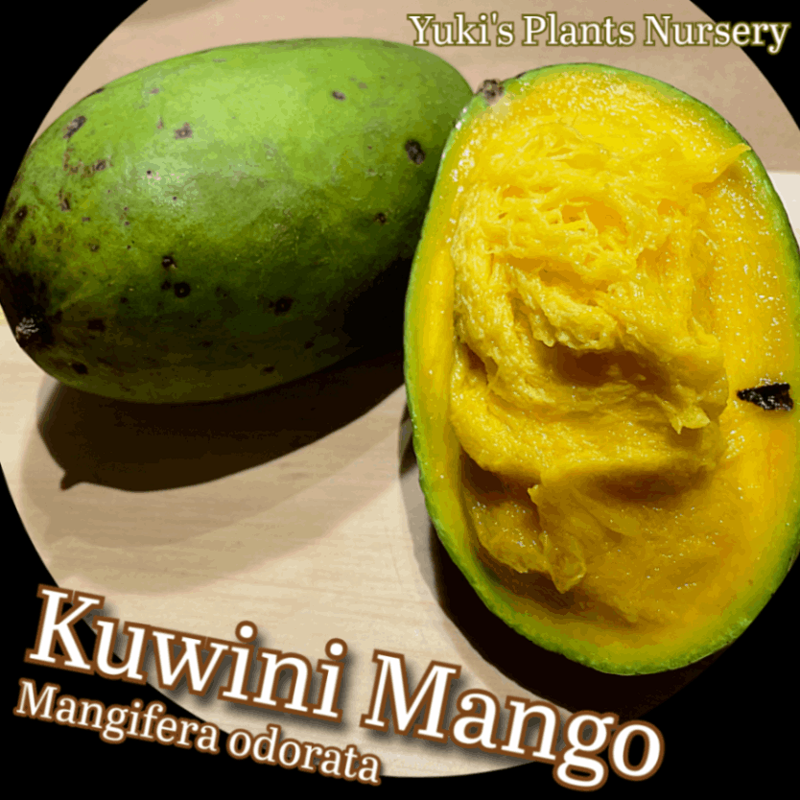 �����ˡ��ޥ󥴡� ��[Ǯ�Ӳ̼�]Mangifera odorata